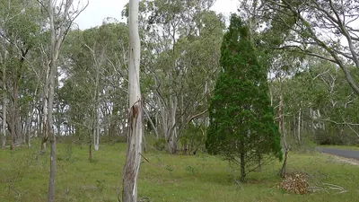 Black Cypress-pine