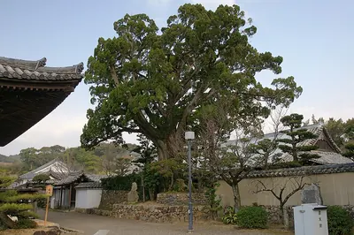 Chinese juniper