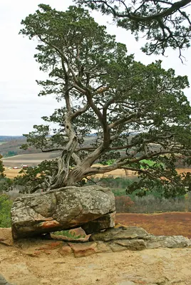 Eastern Juniper