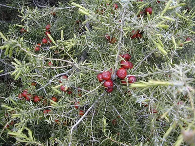 Prickly Juniper