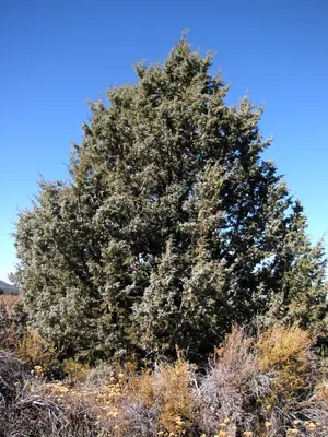 Western juniper