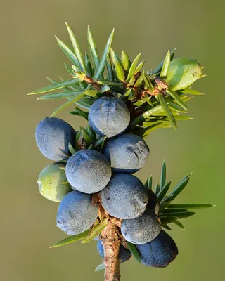 Common Juniper