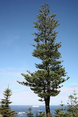 Norfolk Island Araucaria