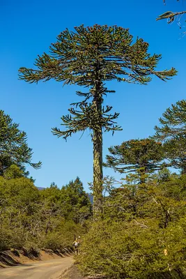 Monkey-puzzle