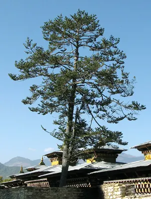 Bhutan Fir