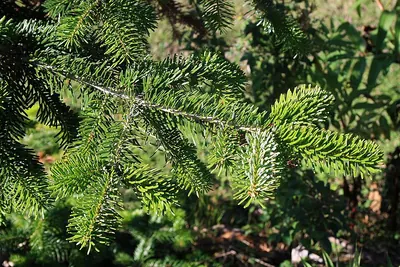 Caucasian Fir