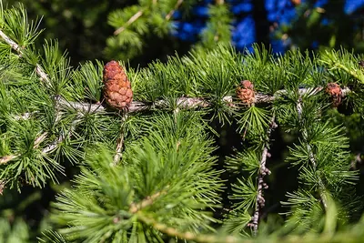 European Larch