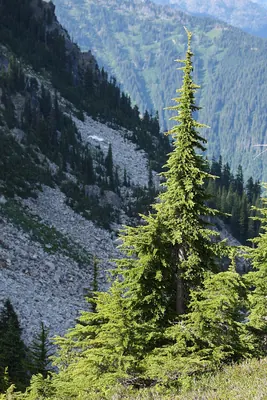 Mountain hemlock