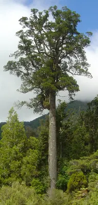 White Pine