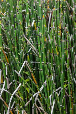 Rough Horsetail