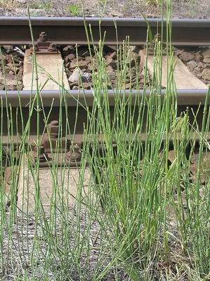 Branched scouringrush