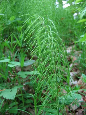 Shady Horsetail