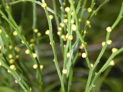 Whisk fern