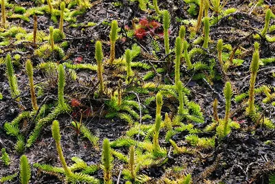 Bog clubmoss