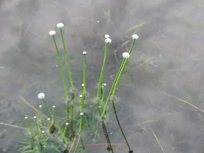 Pipewort