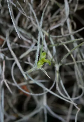 Spanish moss