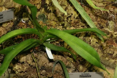 Twisted airplant