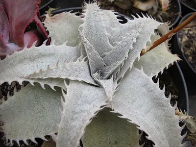 Dyckia marnier-lapostollei