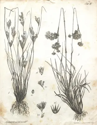 Luzula purpureosplendens
