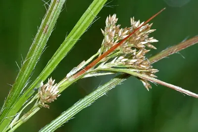 White woodrush