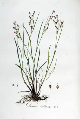 Bulbous rush