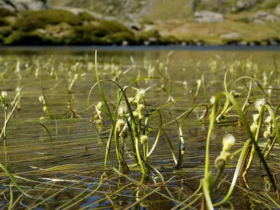 Floating bur-reed