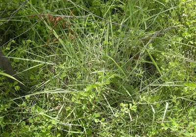 Creeping Molasses Grass