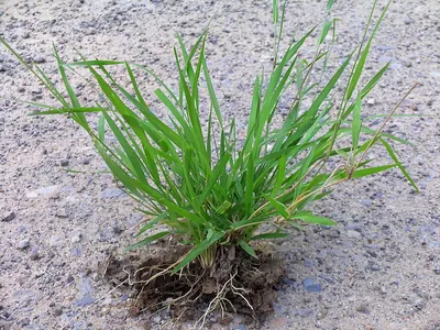Spring Grass