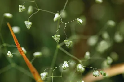 Little quakinggrass