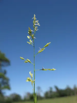 Southern cutgrass