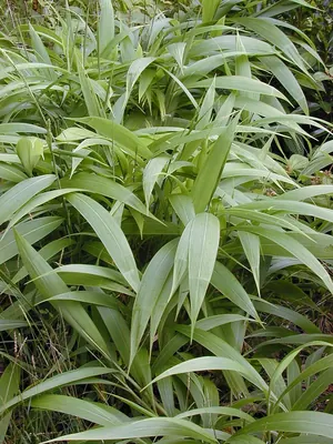Palmgrass
