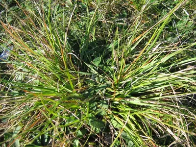 Common heathgrass