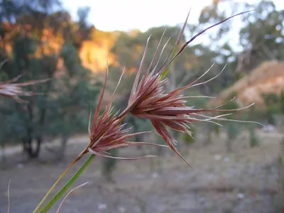 Red grass