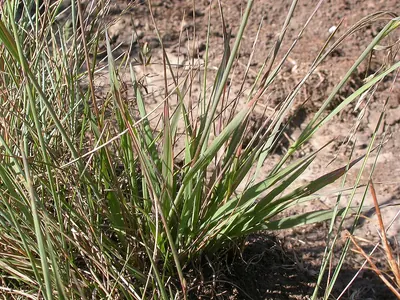 Porter brome