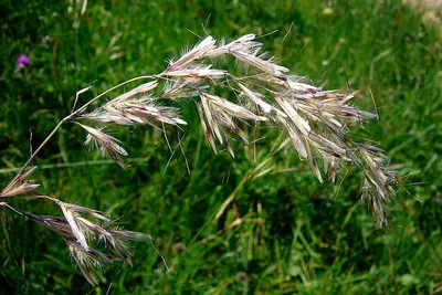 Avenula pubescens