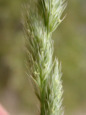 Spiked muhly