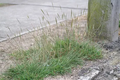 Bothriochloa decipiens
