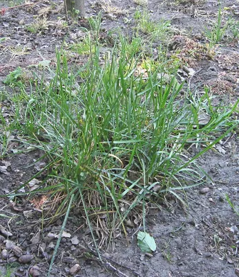 Smooth meadow-grass