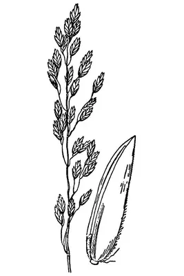 Glaucous bluegrass