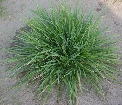 Crested dogstail grass