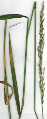 False Oat-grass