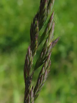 Red fescue