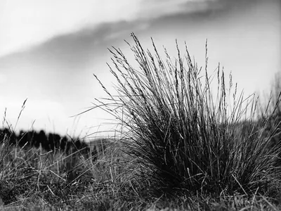 Festuca trachyphylla