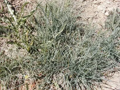 Idaho fescue