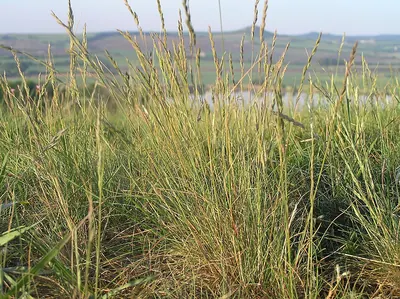 Volga fescue