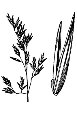 Greenleaf fescue