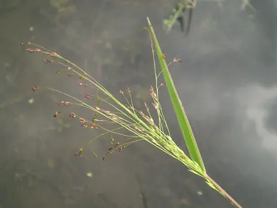 Fall Panic Grass
