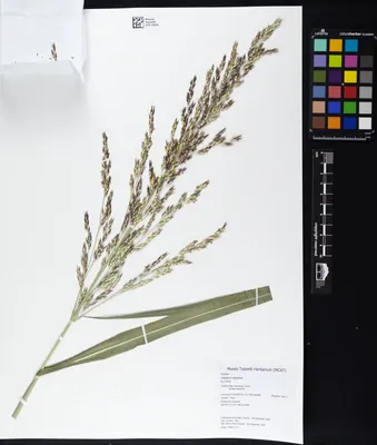 Johnsongrass
