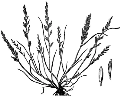 Ferngrass