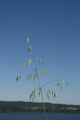 Wild oat